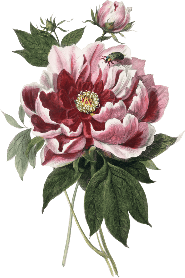 Ornament